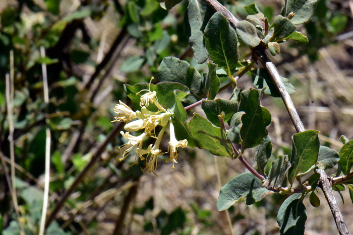 Western White Honeysuckle flowers have a whorled flowering stem and the flowers are sub-tended by the uppermost pair of leaves. Honeysuckle Lonicera albiflora